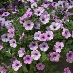 Saksıda Pegasus Patio Lavender Vein Petunya Çiçeği Çiçek Açma Durumunda