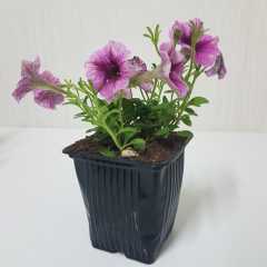 Saksıda Pegasus Patio Lavender Vein Petunya Çiçeği Çiçek Açma Durumunda
