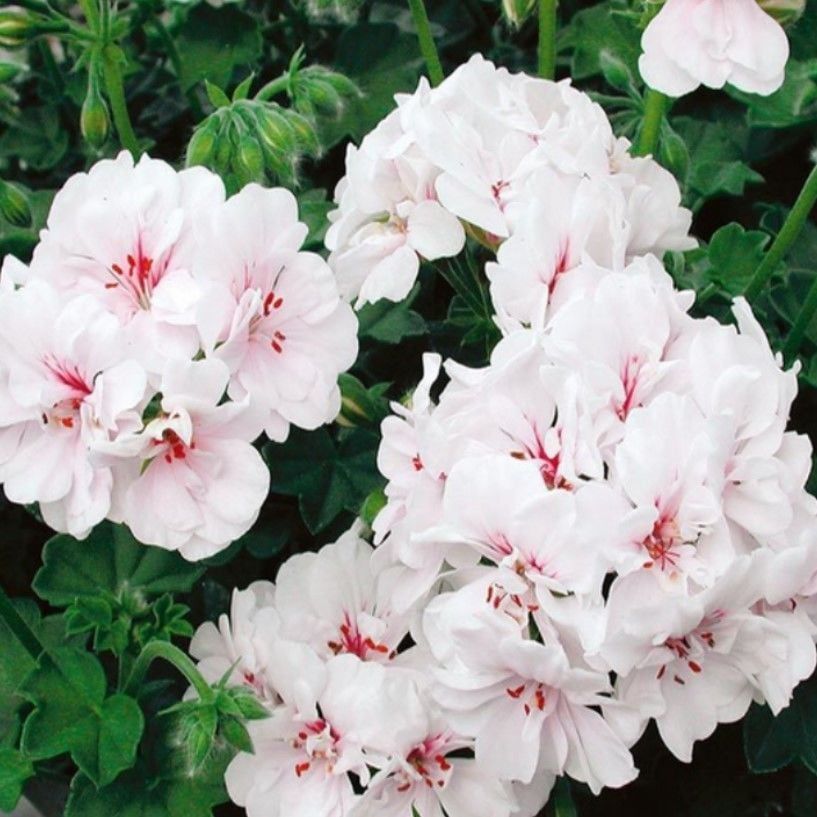 Sarkıcı Grandeur Ivy White Sakız Sardunya Fidesi (1 Fide)