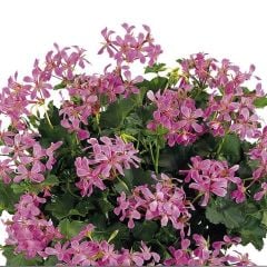 Ville De Paris Lilac Sarkıcı Sakız Sardunya Fidesi (1 Fide)