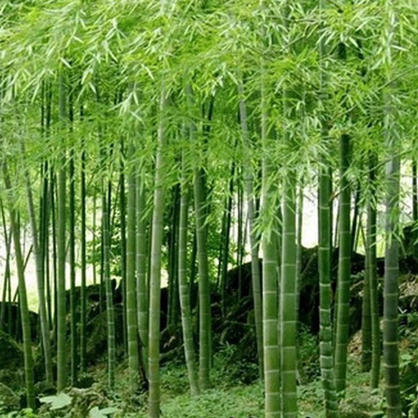 Tüplü Bambu Fidanı (120-200 cm)