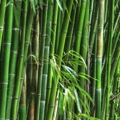 Tüplü Bambu Fidanı (120-200 cm)