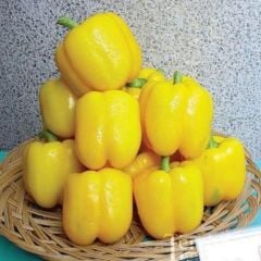 Aroması Yüksek Kaliforniya Tatlı Sarı Dolmalık Biber Fidesi (4 Adet)