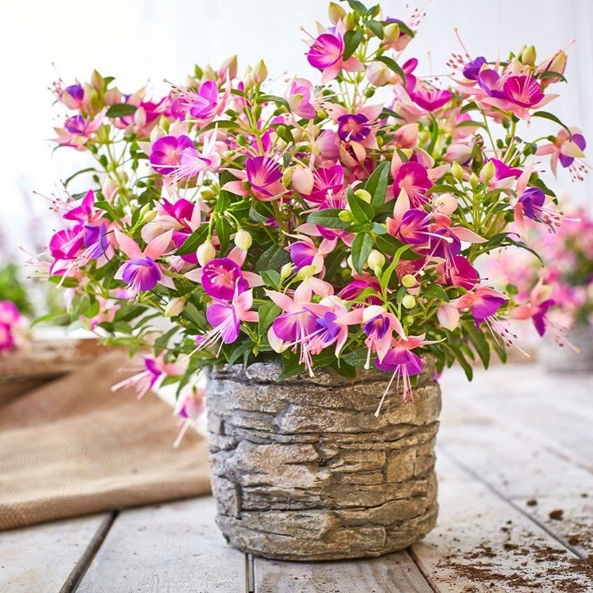 3 Renkli Rosy Violet İri Küpe Çiçeği Fidesi (1 Fide)