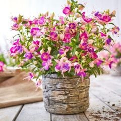 3 Renkli Rosy Violet İri Küpe Çiçeği Fidesi (1 Fide)