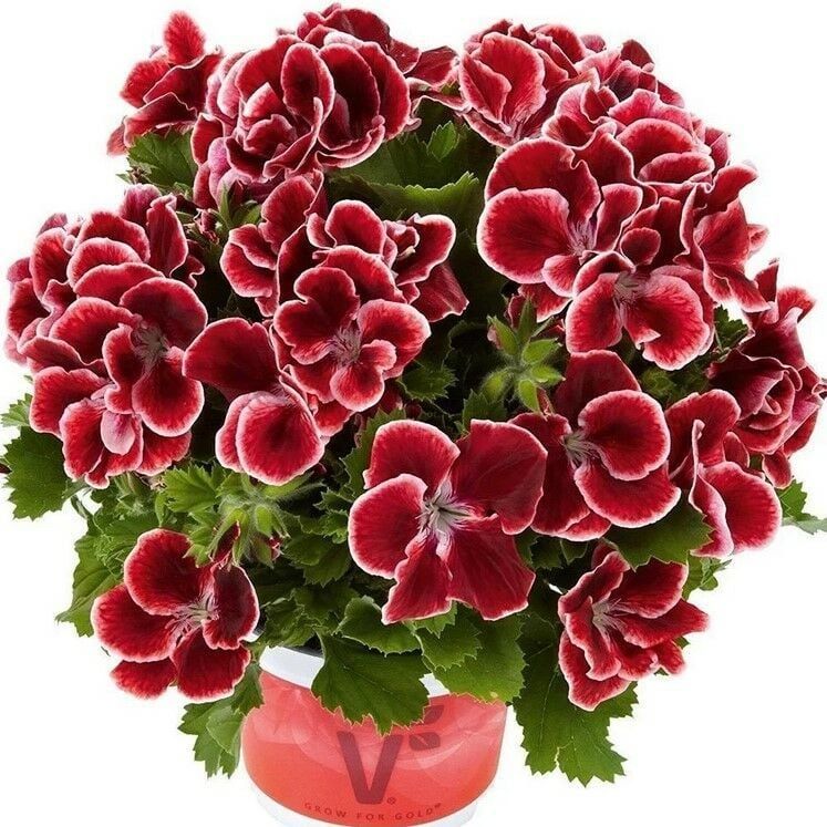 Kadife Renkler Aristo Red Beauty Canan Çiçeği Fidesi (1 Fide)