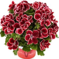 Kadife Renkler Aristo Red Beauty Canan Çiçeği Fidesi (1 Fide)
