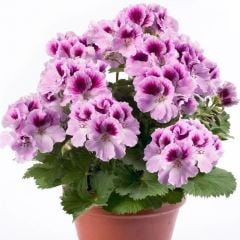 Aristo Orchid Sardunya Canan Çiçeği Fidesi (1 Fide)