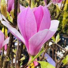Tüplü Mor Çiçekli Manolya (Magnolia) Fidanı