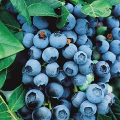Tüplü Duke Yaban Mersini Likapa Blueberry Fidanı