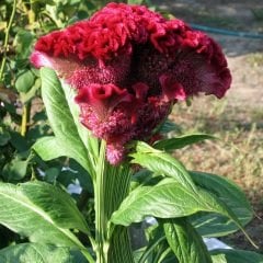Kırmızı Renkli Amaranthus (Horoz İbiği) Çiçeği Tohumu (50 tohum)