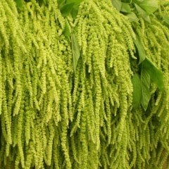 Amaranthus Caudatus Çiçeği Tohumu (50 tohum)