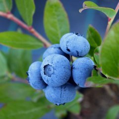3 Adet Darrow Yaban Mersini Fidesi 5-15 cm