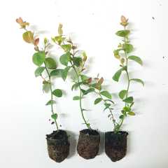 10 Adet Chandler Yaban Mersini Fidesi 5-15 cm