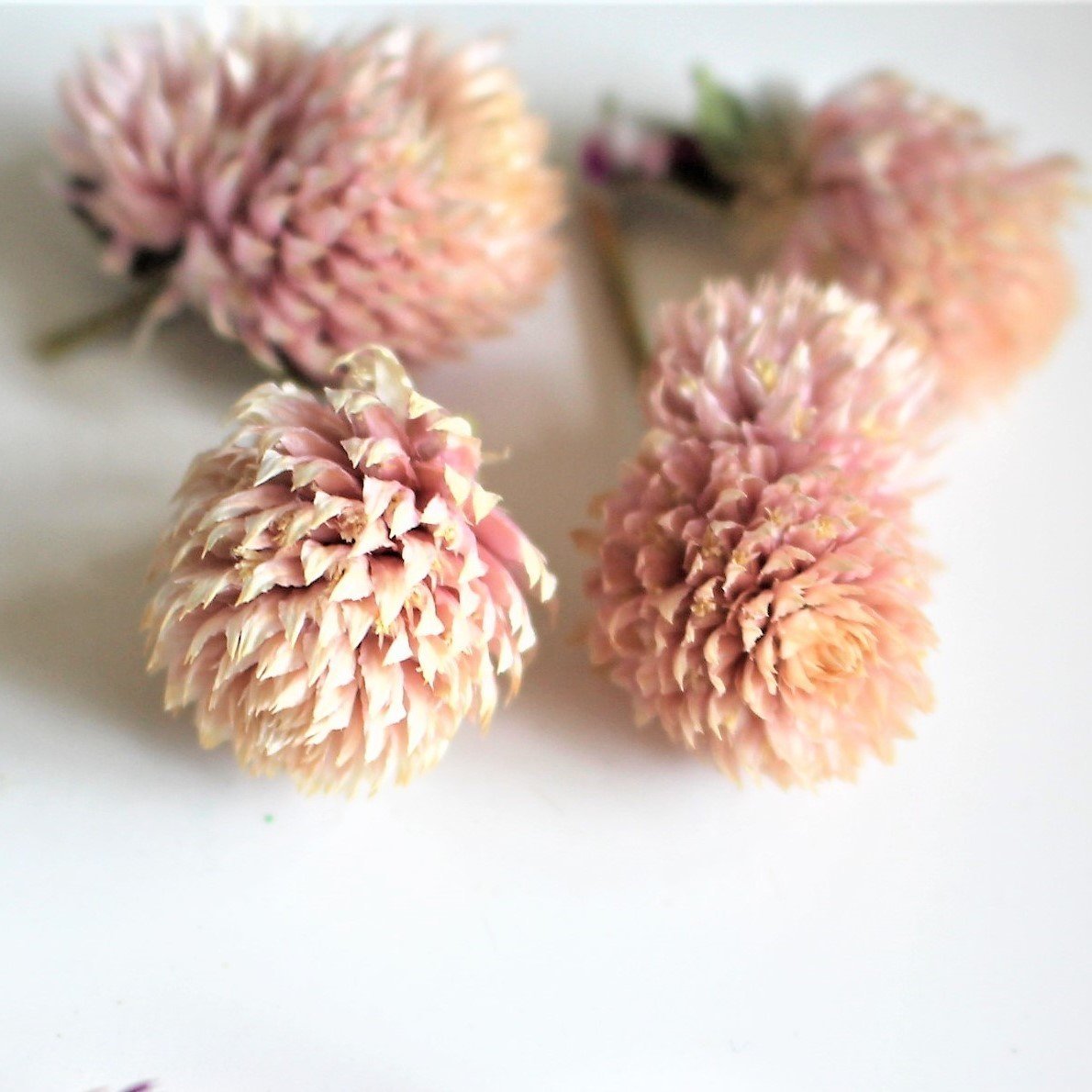 Gomphrena Globosa Somon Renkli Medine Çiçeği Tohumu (50 tohum)