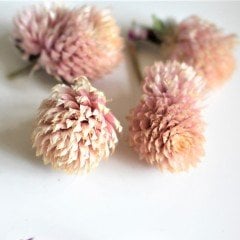 Gomphrena Globosa Somon Renkli Medine Çiçeği Tohumu (50 tohum)