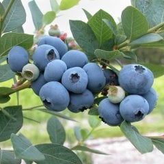 10 Adet Brigitta Yaban Mersini Fidesi 5-15 cm