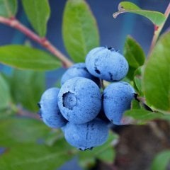 10 Adet Darrow Yaban Mersini Fidesi 5-15 cm