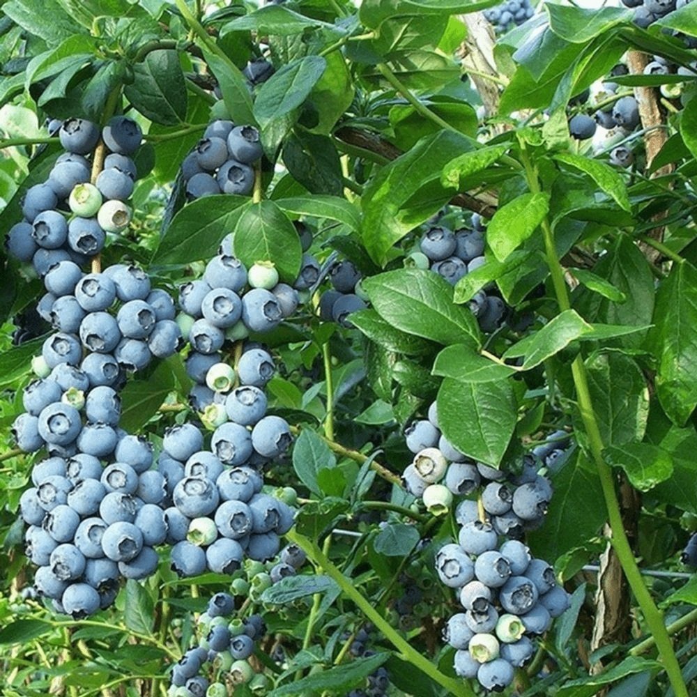 10 Adet Bluegold Yaban Mersini Fidesi 5-15 cm