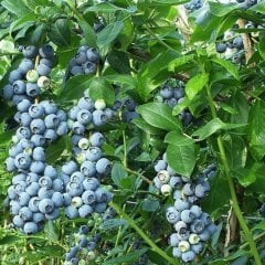 10 Adet Bluegold Yaban Mersini Fidesi 5-15 cm