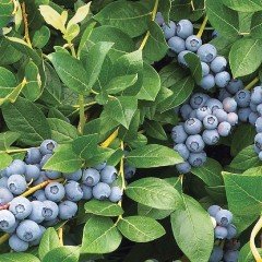 10 Adet Duke Yaban Mersini Fidesi 5-15 cm