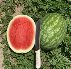 Crimson Karpuz Fidesi (5 adet)