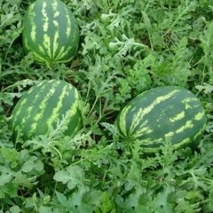 Aşılı Karpuz Fidesi (5 adet)