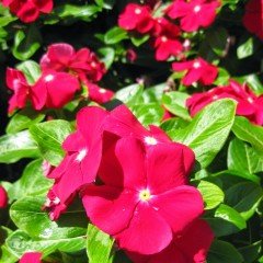 Büyük Çiçekli Cherry Vinca Cezayir Menekşesi Fidesi (3 adet)
