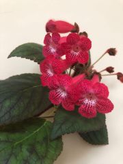 Özel Tür Ni's Kiira Kohleria Japon Küpelisi Çiçeği Fidesi (Mini Pot)