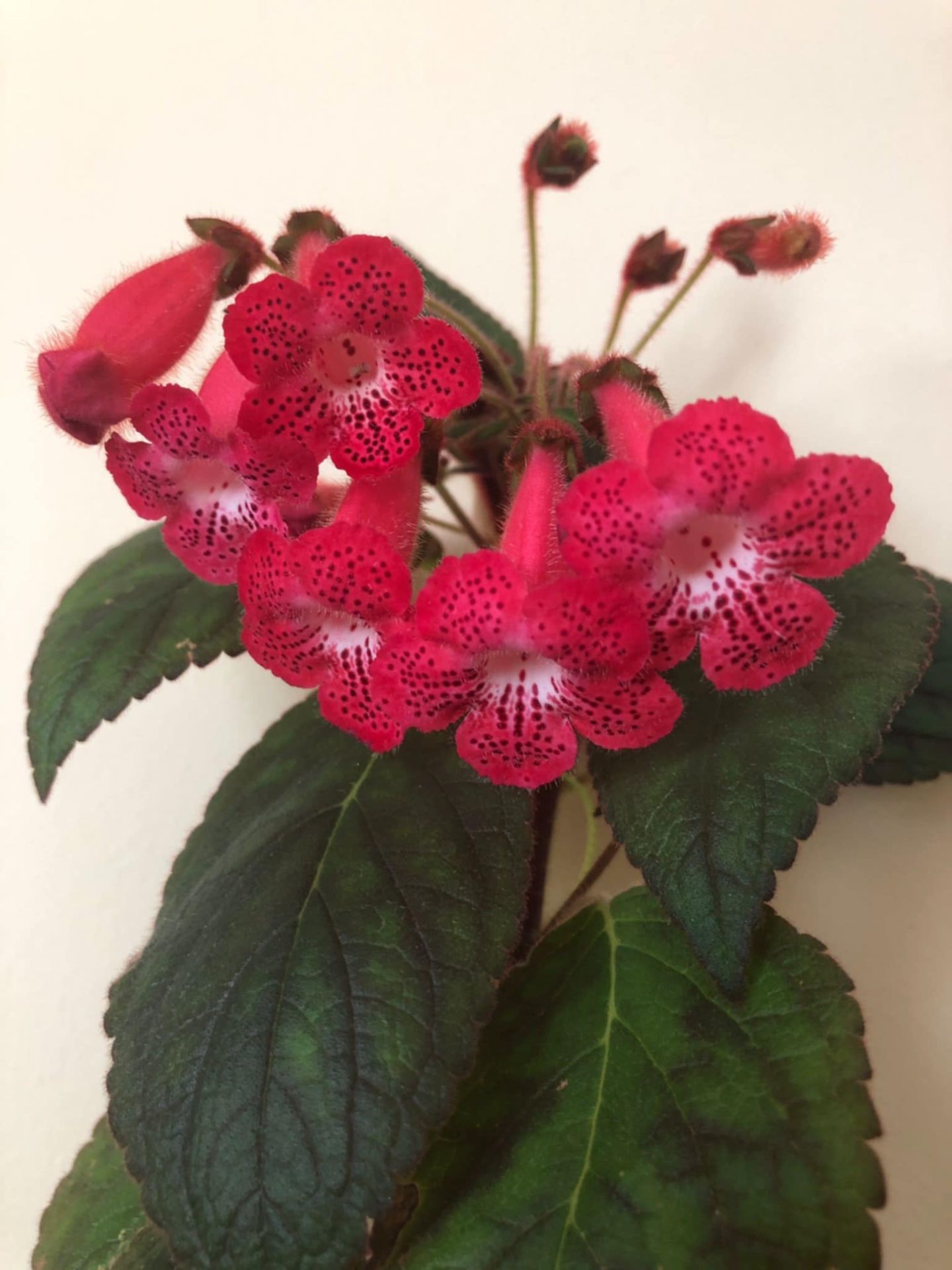 Özel Tür Ni's Kiira Kohleria Japon Küpelisi Çiçeği Fidesi (Mini Pot)
