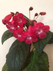 Özel Tür Ni's Kiira Kohleria Japon Küpelisi Çiçeği Fidesi (Mini Pot)