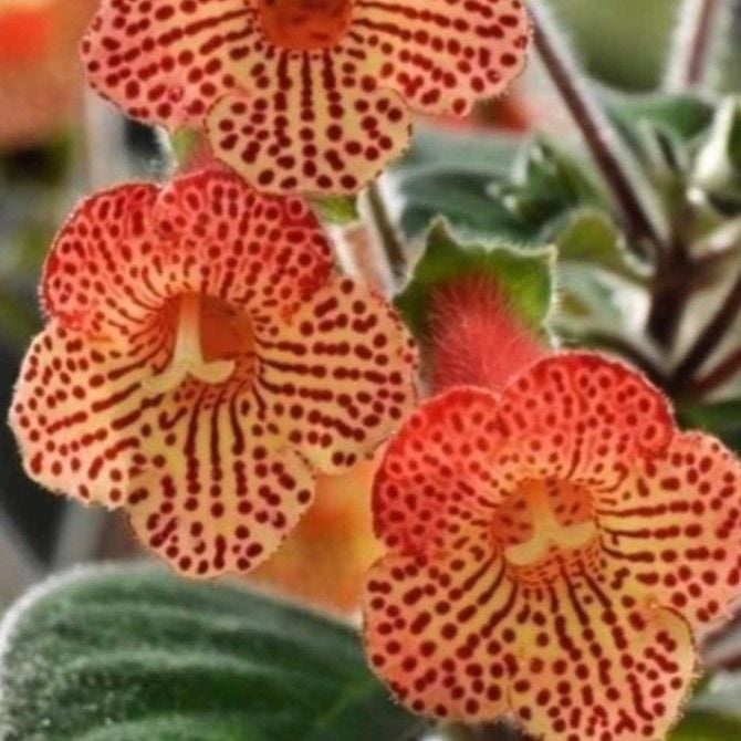 Özel Tür Citronella Kohleria Japon Küpelisi Çiçeği Fidesi (1 Fide)