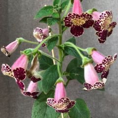 Özel Tür Vanilla Kohleria Japon Küpelisi Çiçeği Fidesi (Mini Pot)