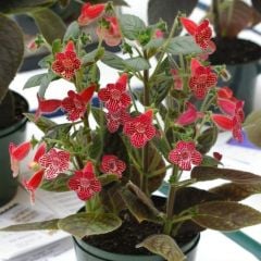 Özel Tür Carnival Kohleria Japon Küpelisi Çiçeği Fidesi (Mini Pot)