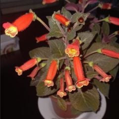 Özel Tür Brasil Gem Kohleria Japon Küpelisi Çiçeği Fidesi (Mini Pot)