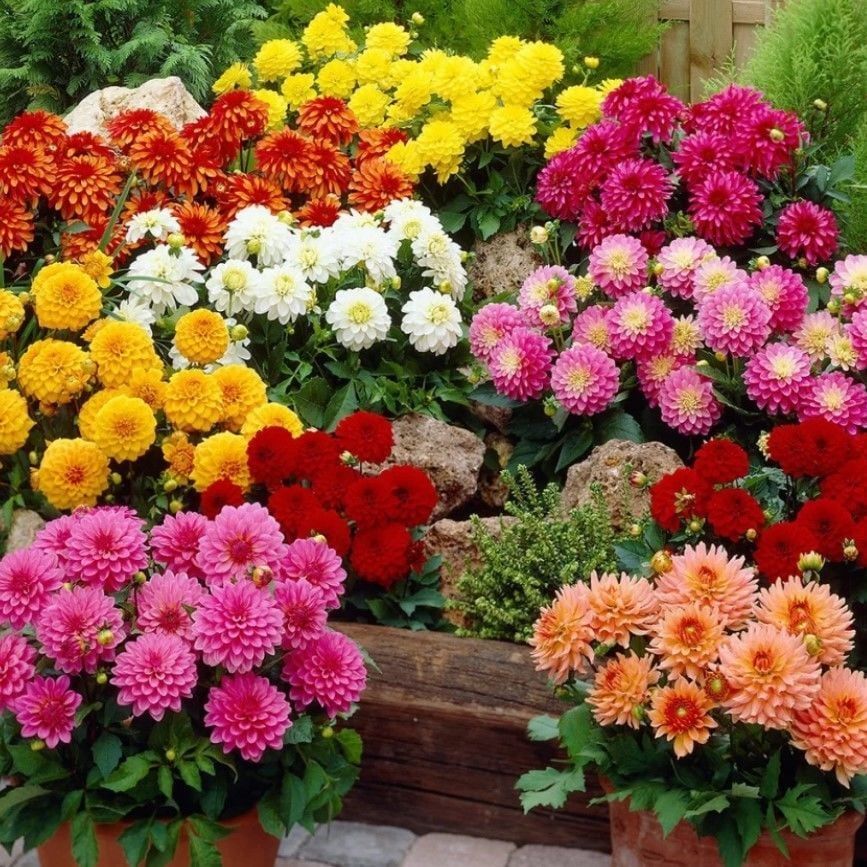 İri Çiçekli Katmerli Mixed Yıldız Dahlia Çiçeği Fidesi (5 Fide)