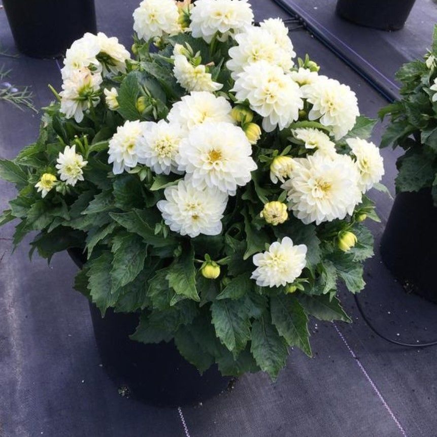 İri Çiçekli Katmerli Power White Yıldız Dahlia Çiçeği Fidesi (10 Fide)