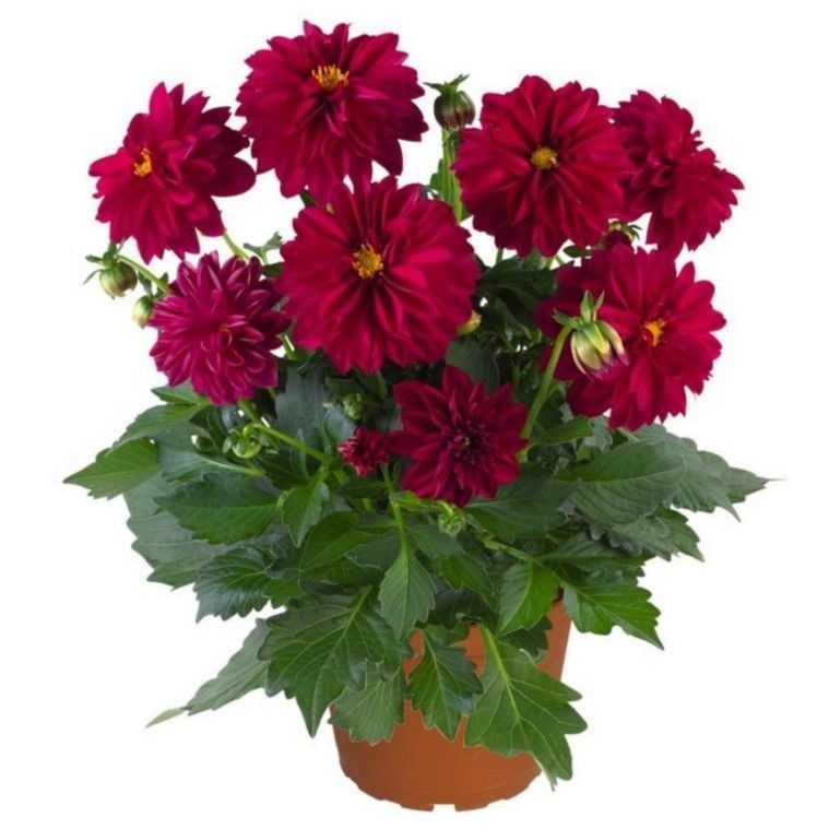İri Çiçekli Katmerli Power Burgundy Yıldız Dahlia Çiçeği Fidesi (10 Fide)