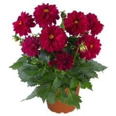 İri Çiçekli Katmerli Power Burgundy Yıldız Dahlia Çiçeği Fidesi (10 Fide)