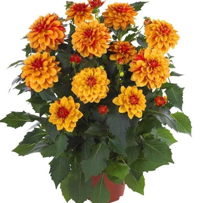 İri Çiçekli Katmerli Power Bronze Bicolor Yıldız Dahlia Çiçeği Fidesi (10 Fide)