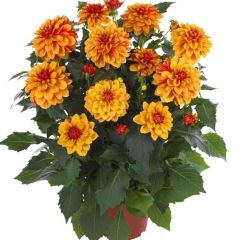 İri Çiçekli Katmerli Power Bronze Bicolor Yıldız Dahlia Çiçeği Fidesi (10 Fide)
