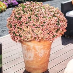 Calita Katmerli Double Apricot Milyonlar Çanı Calibrochoa Çiçeği Fidesi (10 Fide)