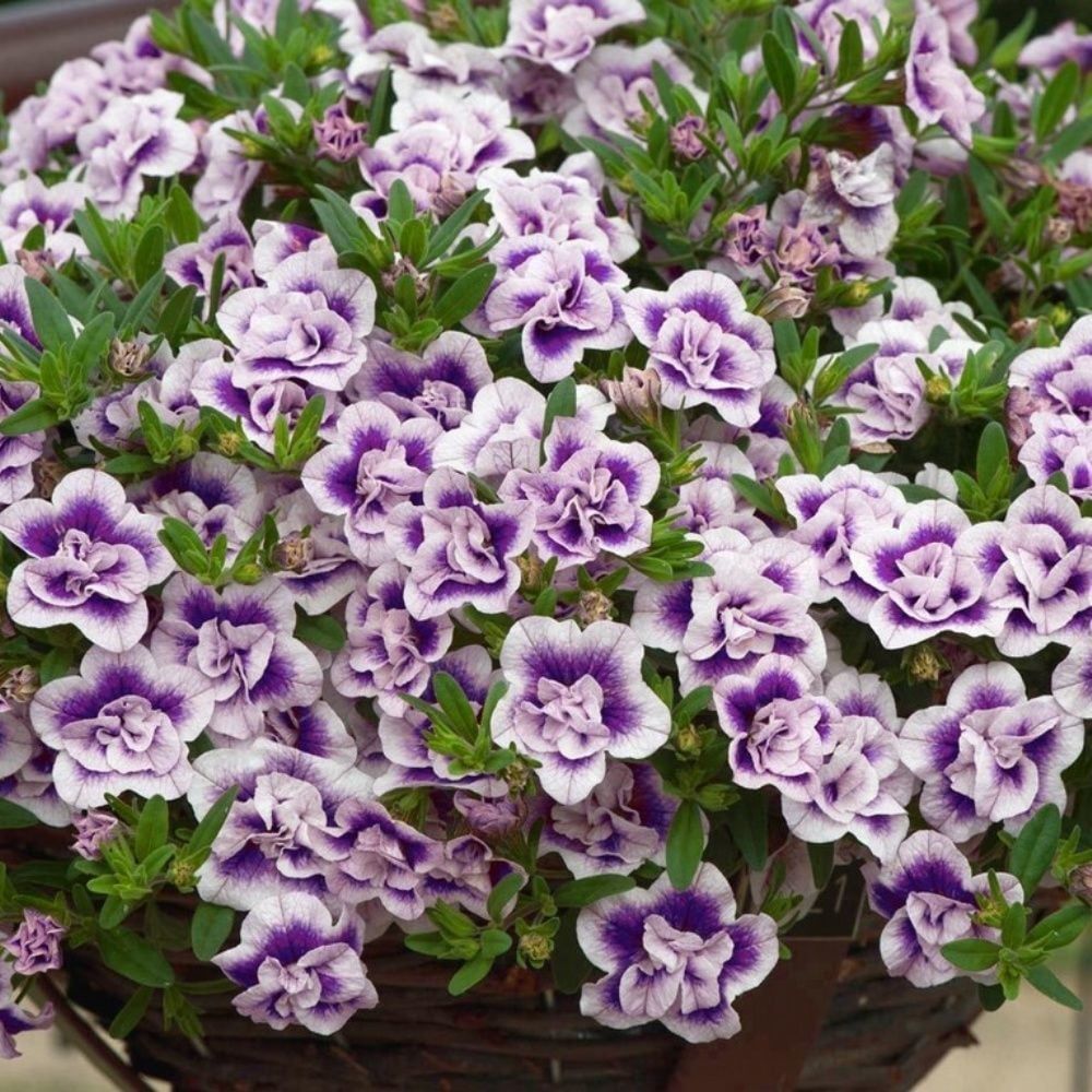 Calita Katmerli Double Blue Bicolor Milyonlar Çanı Calibrochoa Çiçeği Fidesi (10 Fide)