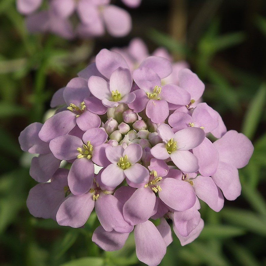Candytuf İberis Çiçeği Tohumu (200 adet)