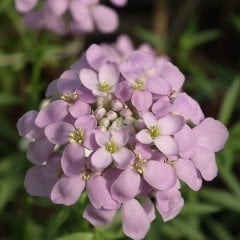 Candytuf İberis Çiçeği Tohumu (200 adet)