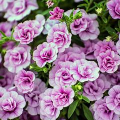 Calita Katmerli Double Pink Milyonlar Çanı Calibrochoa Çiçeği Fidesi (10 Fide)