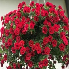 Calita Katmerli Double Red Milyonlar Çanı Calibrochoa Çiçeği Fidesi (10 Fide)