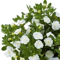 Calita Katmerli Double Snow Milyonlar Çanı Calibrochoa Çiçeği Fidesi (10 Fide)