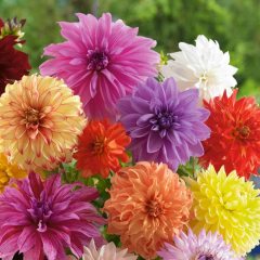 Karışık Renkli Bodur Mignon Dahlia Çiçeği Tohumu (80 tohum)