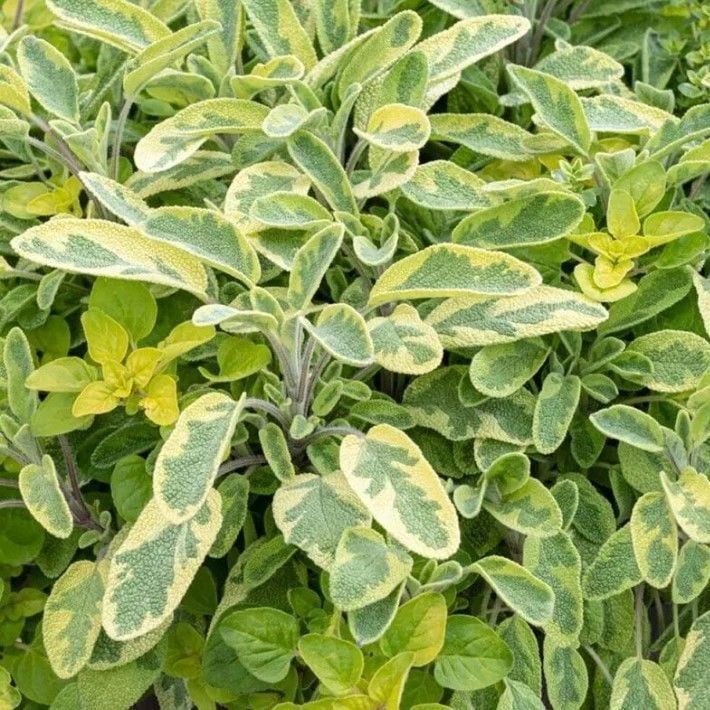 Goldblatt Adaçayı Çiçeği Fidesi (10 Fide )